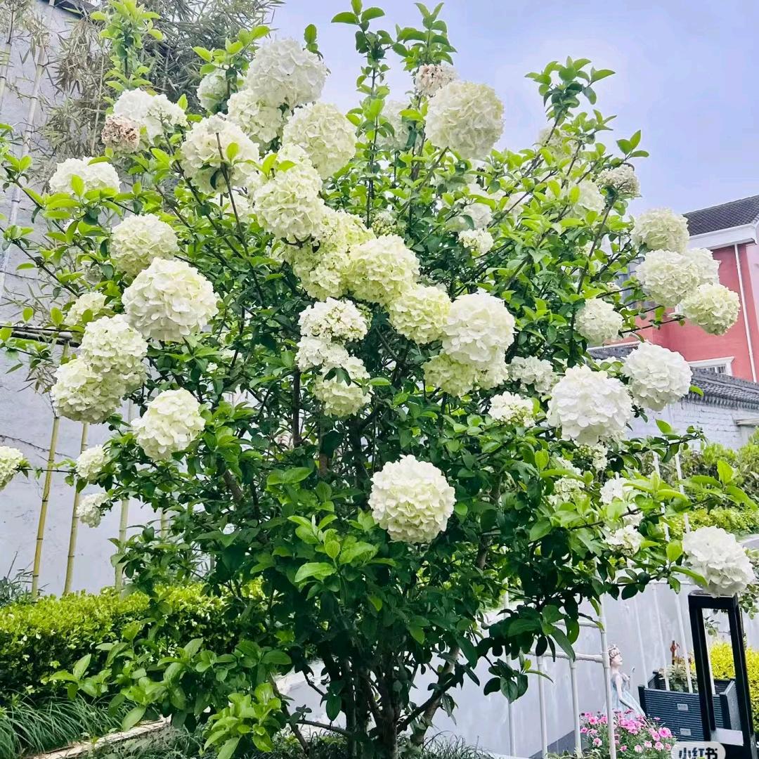 天安花艺（2店）