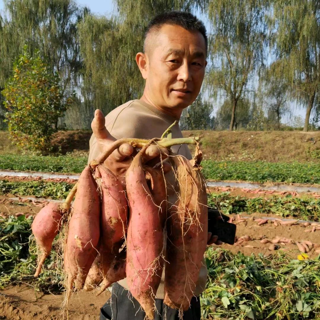 兵薯薯【莒南县玉满家庭农场】