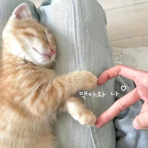 大脸猫大脸猫喵喵喵