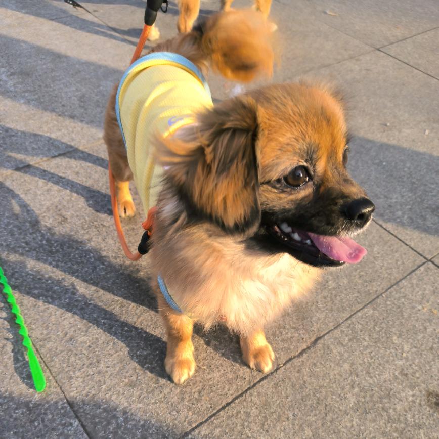 小胡