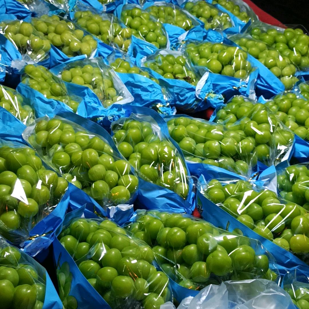 西瓜太郎_258162879