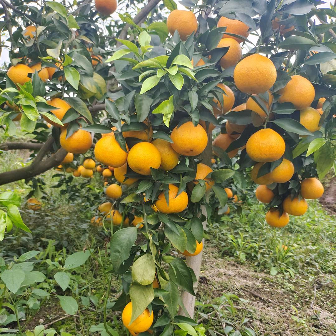 🍊🍊🍊🍊各种橘子代卖代收， 小唐