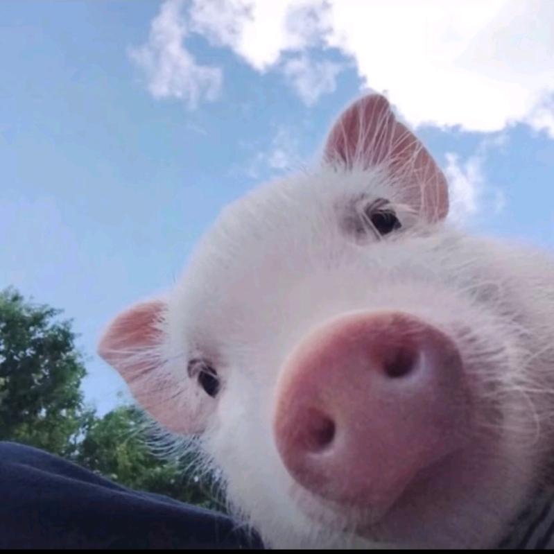 猪财神说猪事