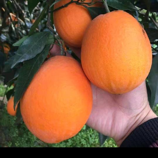 满满（榨橙子）