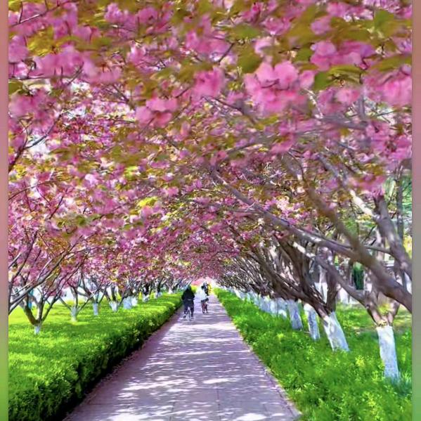 🦋ꦿ᭄໊🕊素颜᭄ꦿᩚ٭