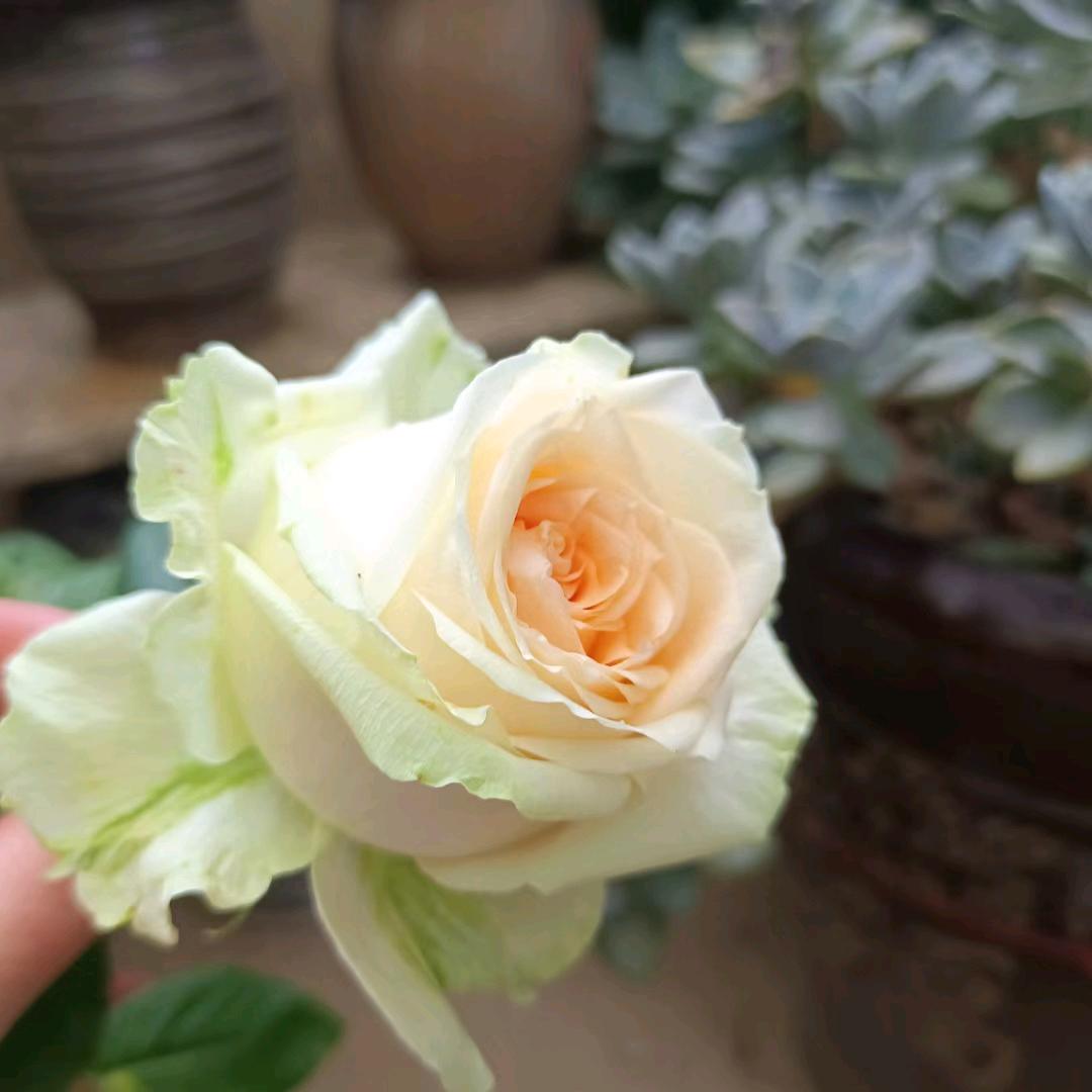 菲花