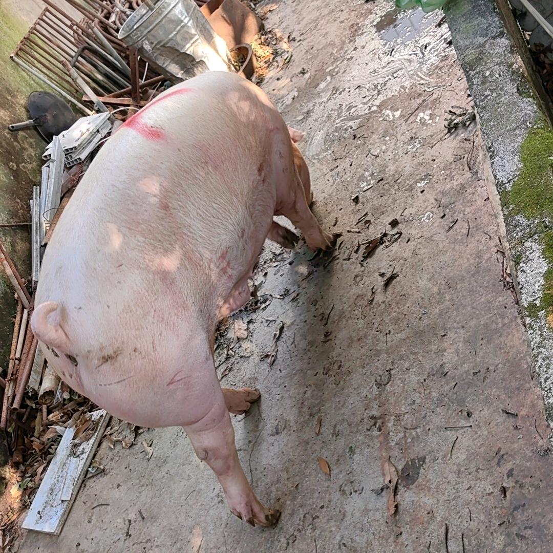 李金福