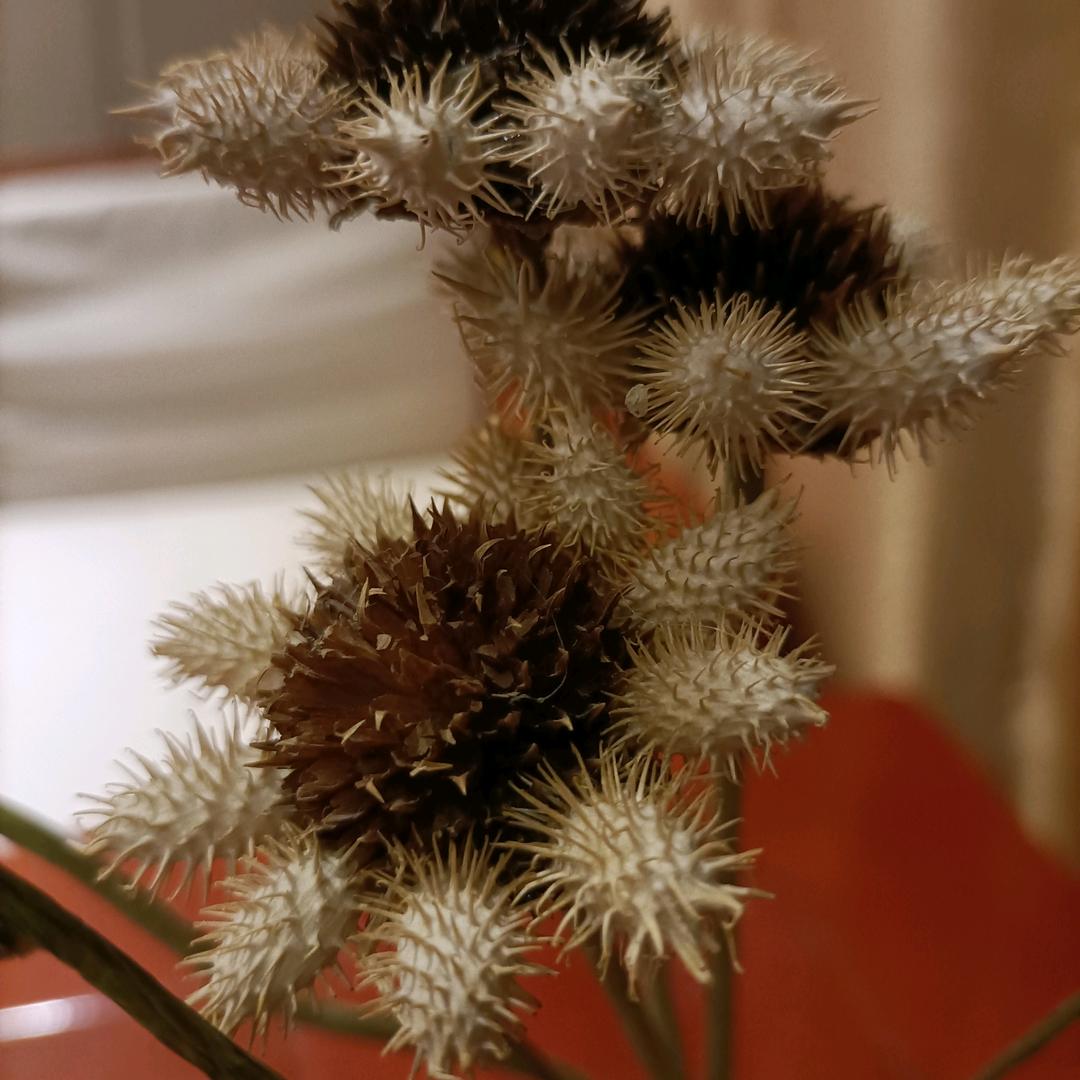 百草飘香
