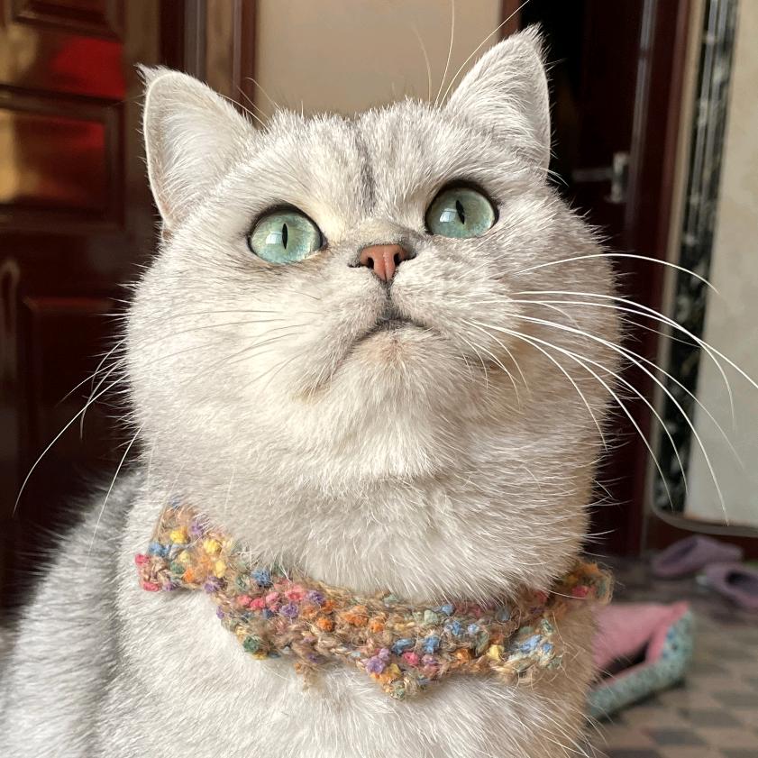 雯雯的猫猫狗狗🐾