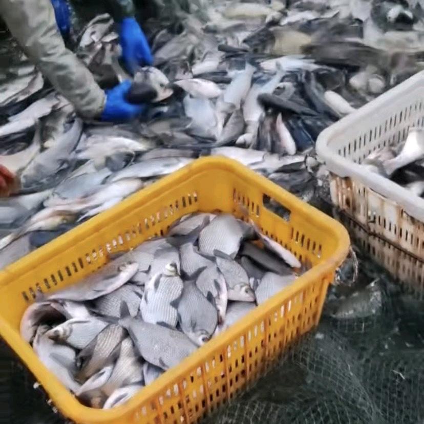 熙哥鱼苗养殖（神韵钓场）