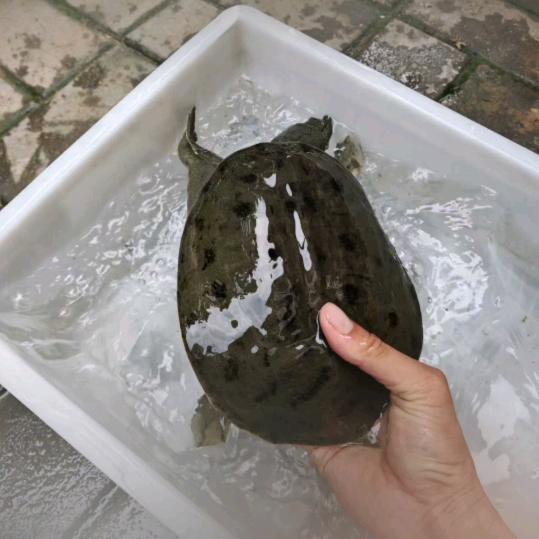 邳州瘦猴