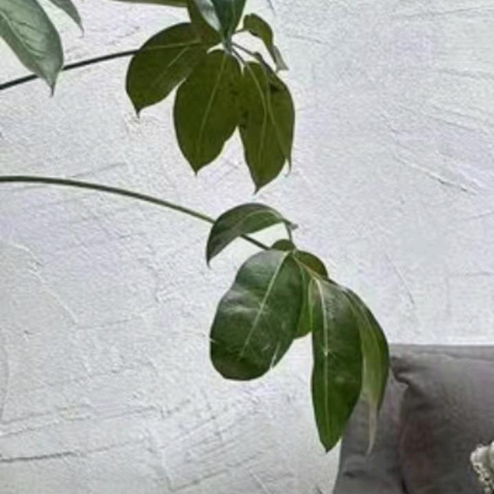 (工作勿扰过年见)风月了无痕