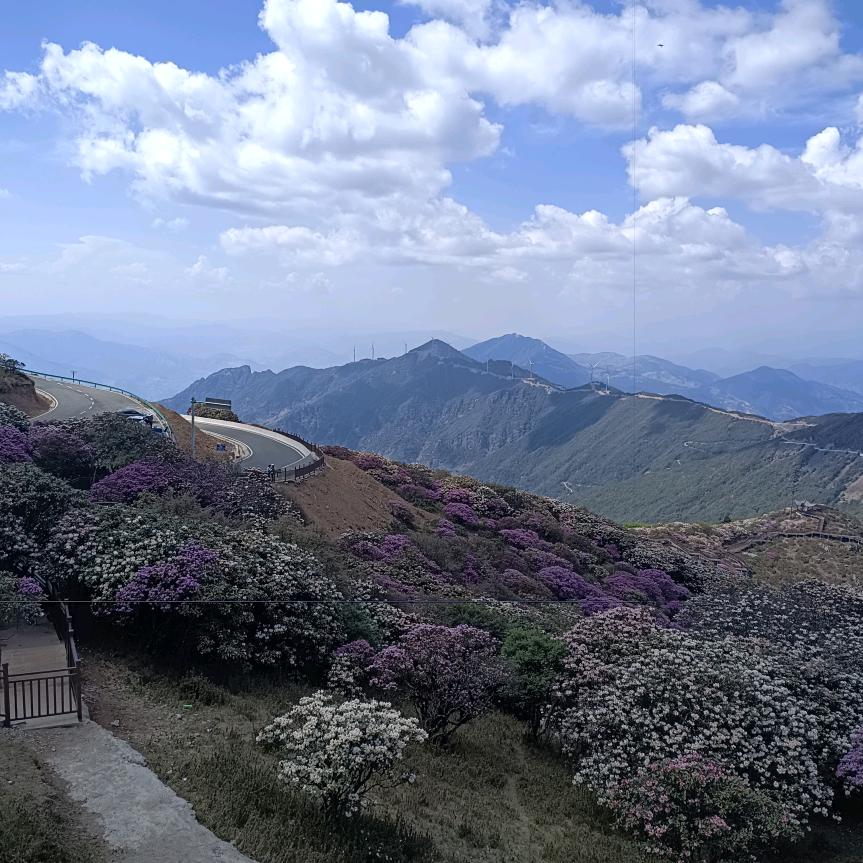 黄梅