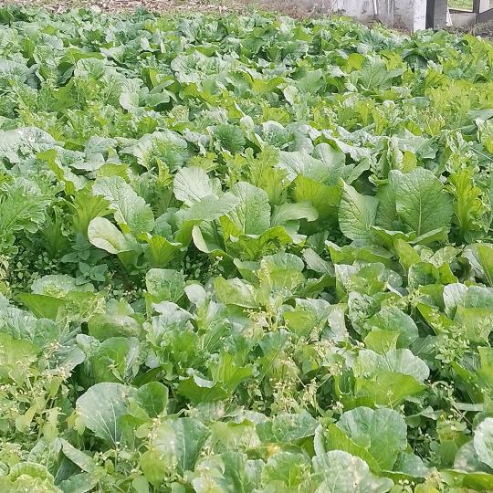 二姐晚上巜10点30分开播》