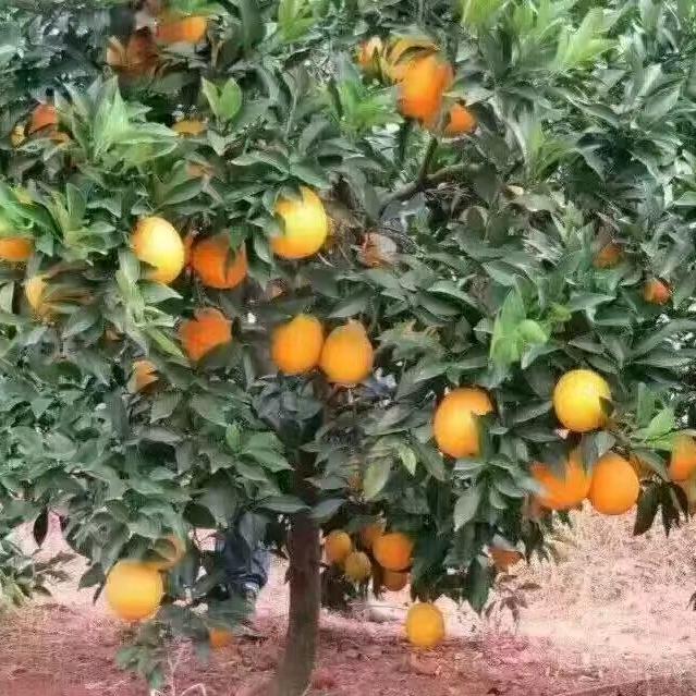自从有了你