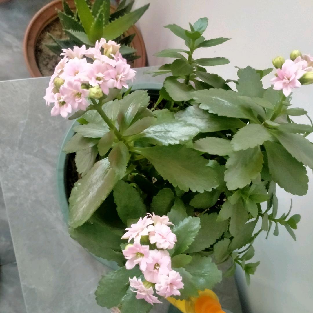 🐾🍃🌾糖糖