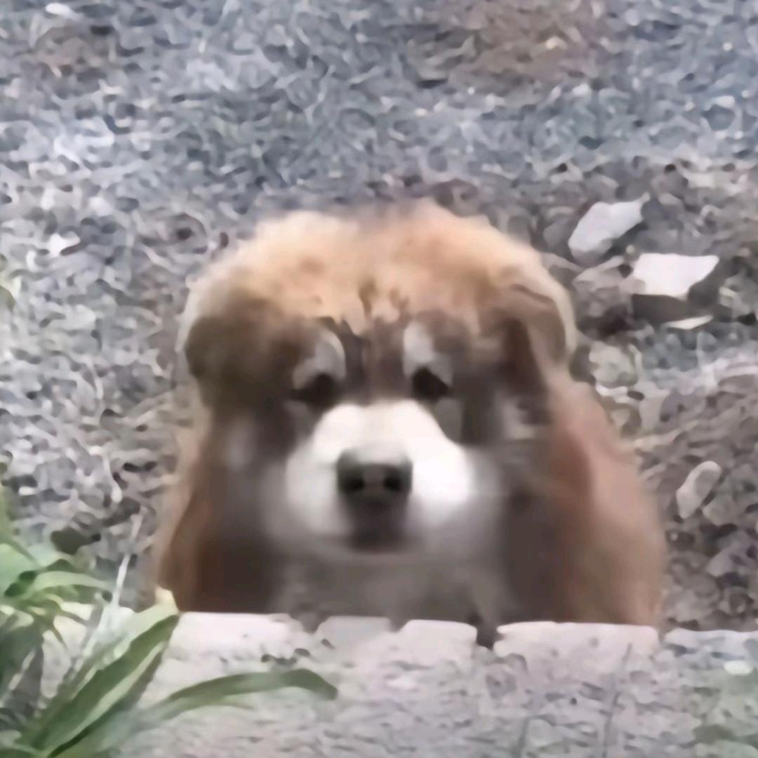 讨厌蛋黄