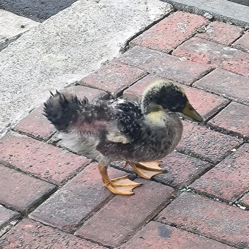 财神爷宠的小宝贝