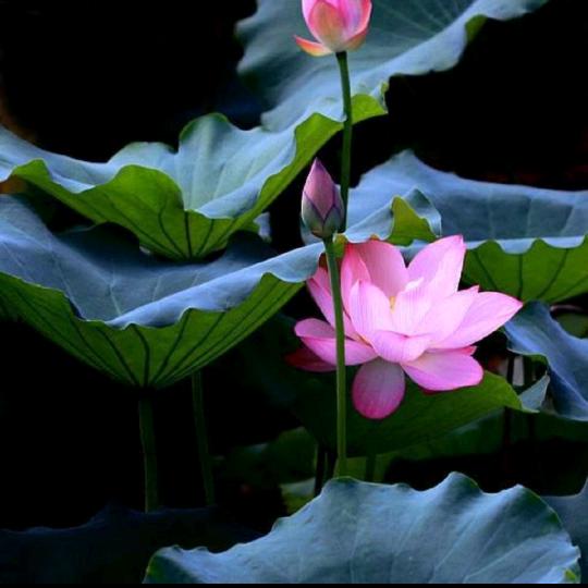 昝宁