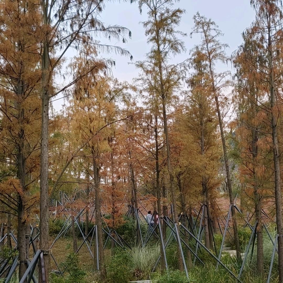 微风吹起百褶裙