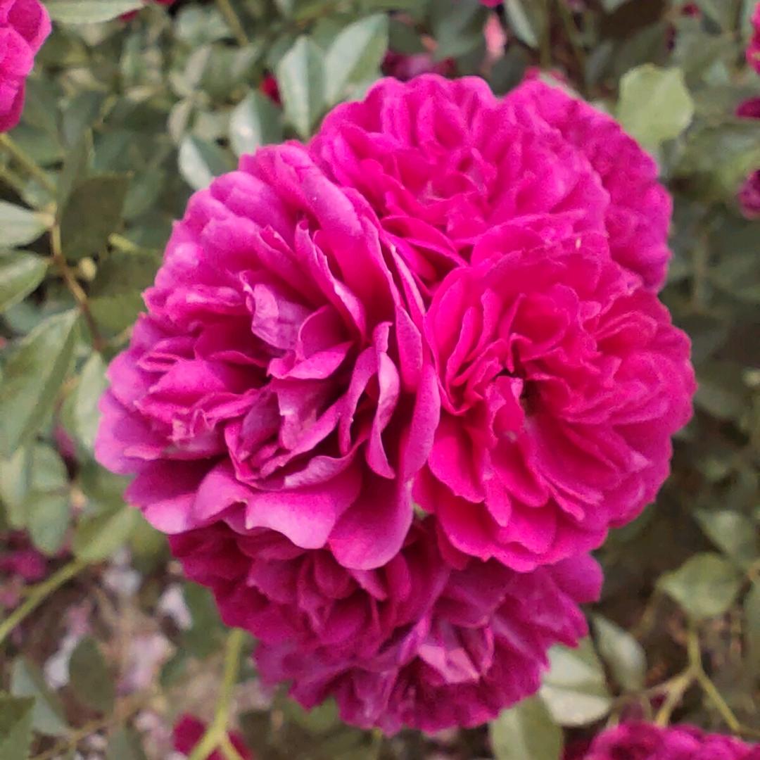 @ 小小草