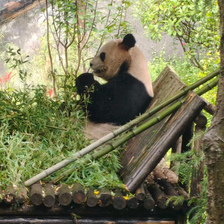 打榜到把我拉黑，玲妹主播最牛逼