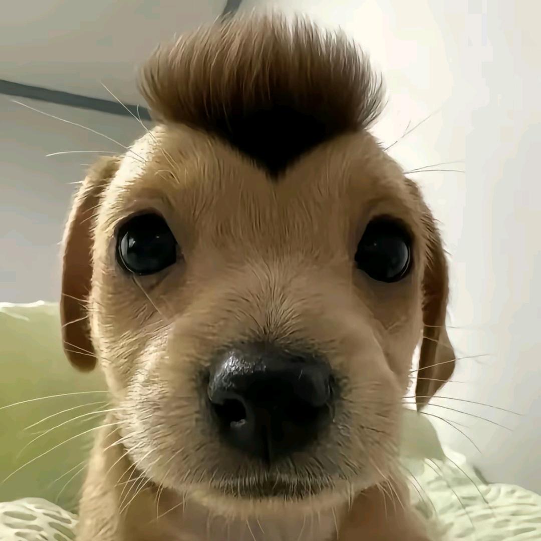 织岱寒