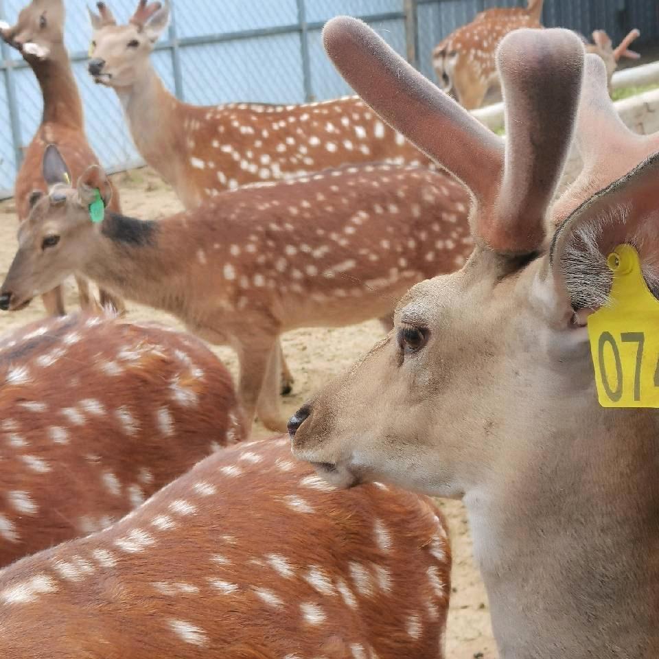 西峰区玉姐梅花鹿养殖