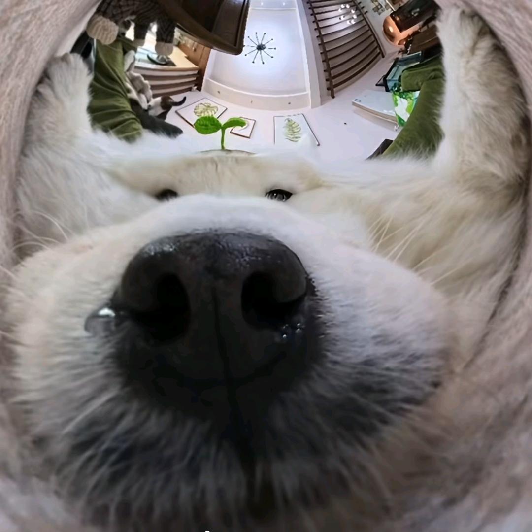 不要香菜（疯狂接单版）