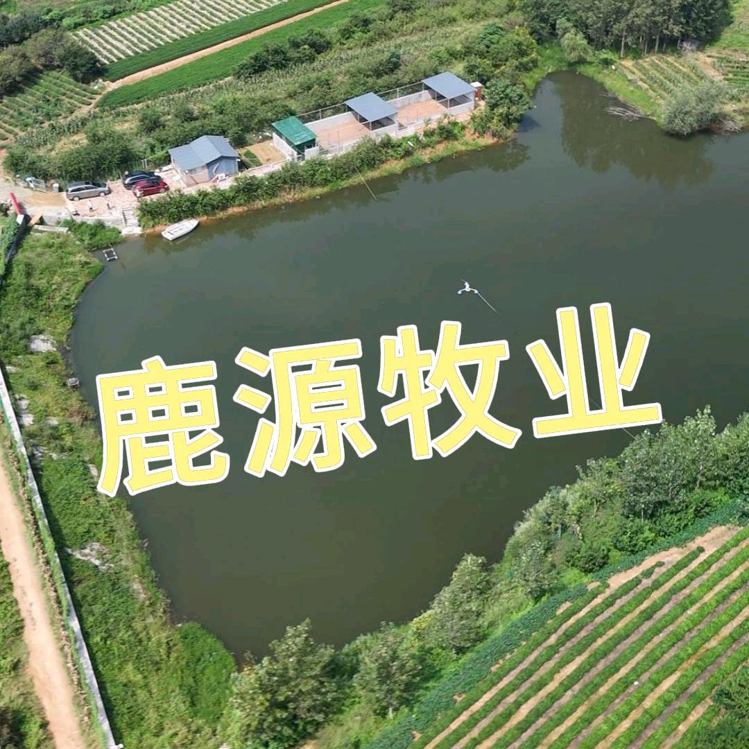 鹿源牧业