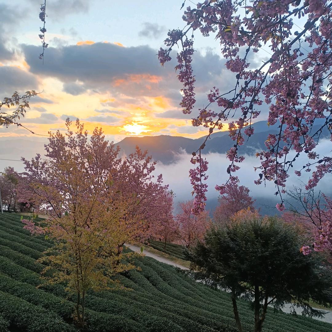 🦋ꦿ໊无量山樱花谷，茶农᭄🕊小英᭄ꦿ