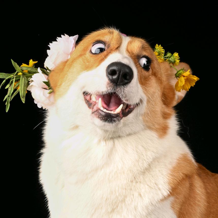 宇宙超级无敌无敌可爱的柯基修勾王富贵儿