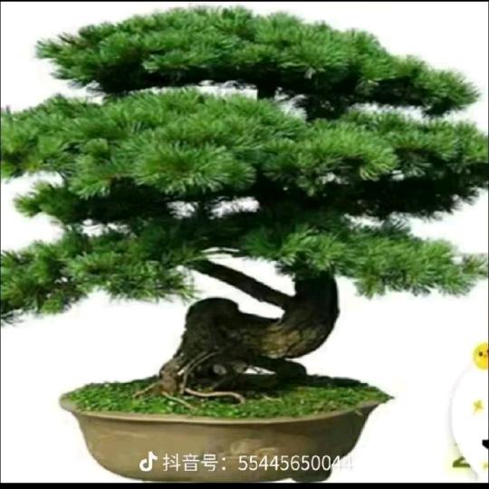 🐇故乡的云