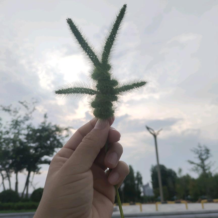 帽儿胡同