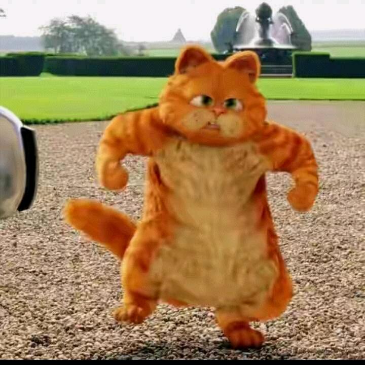 胖胖的加菲猫