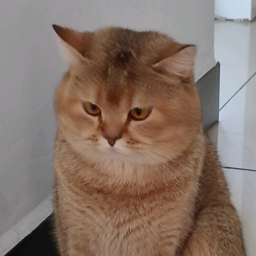 锅盖
