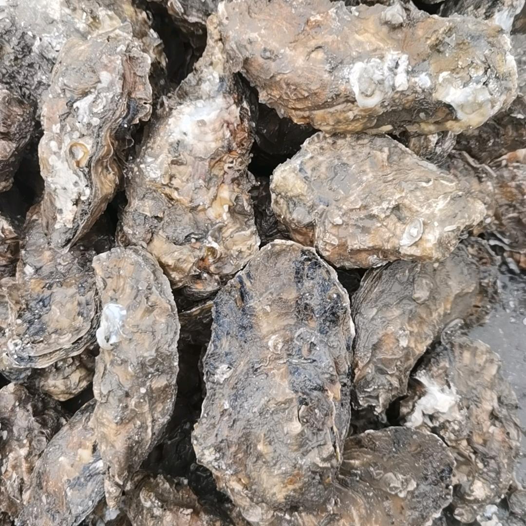 乳山生蚝正然海鲜码头