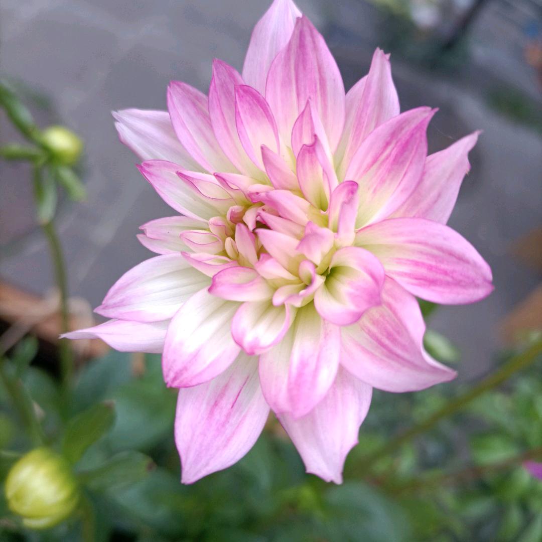 往事已随风而去_