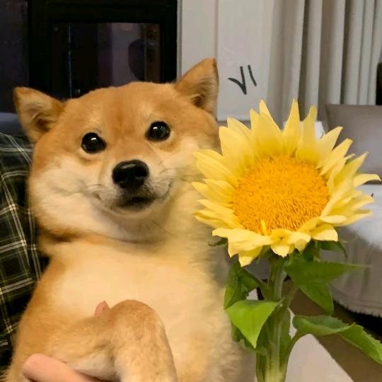 potatoooo