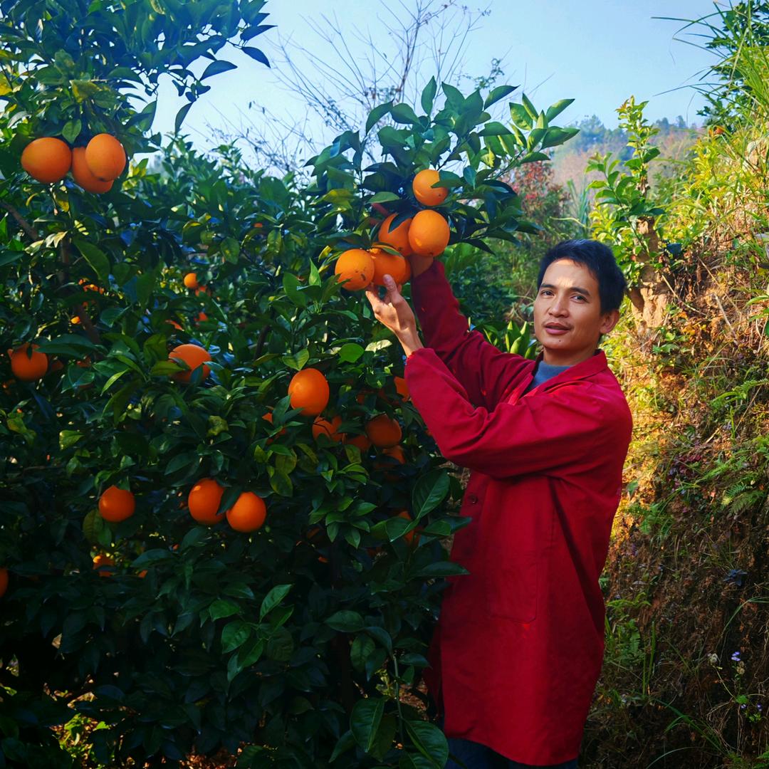 定南县阿顺鲜果行
