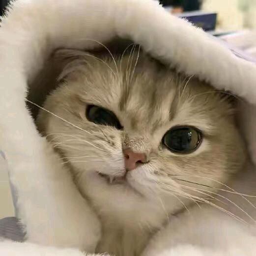 桥松