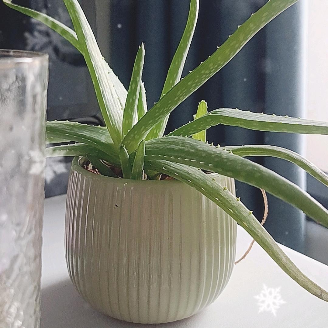可萌