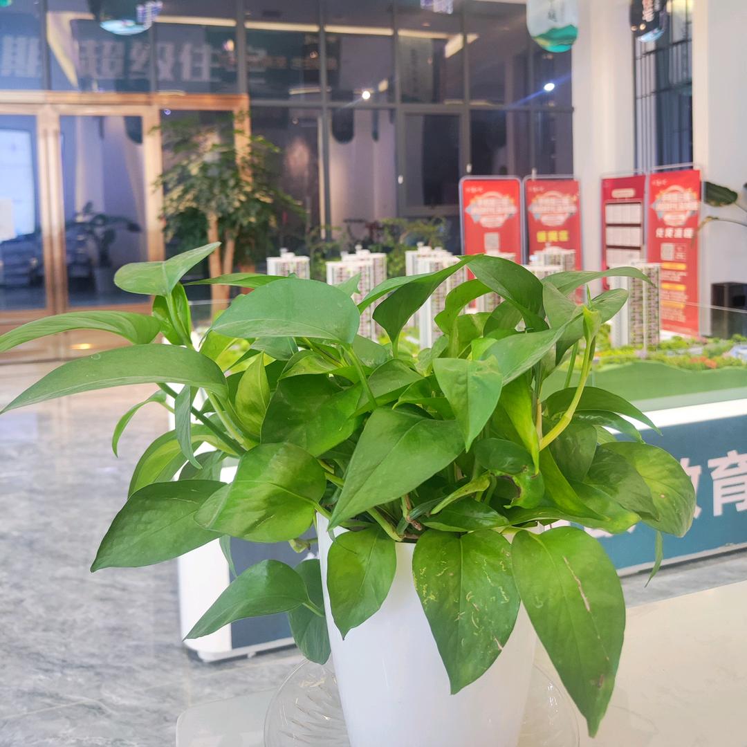 习水麓山院销售部