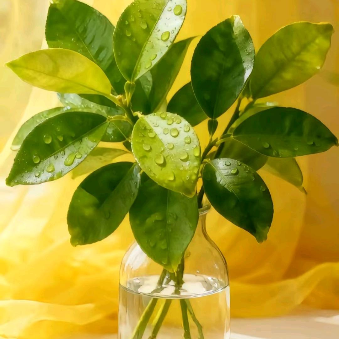 养生店老板娘《鑫沅堂》