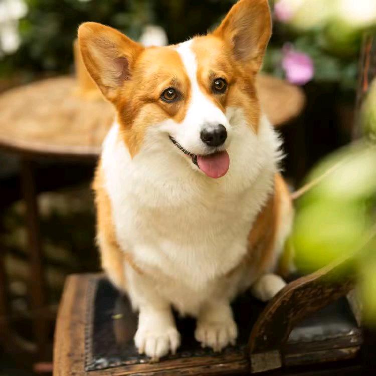 萌宠之家（专业繁殖柯基）