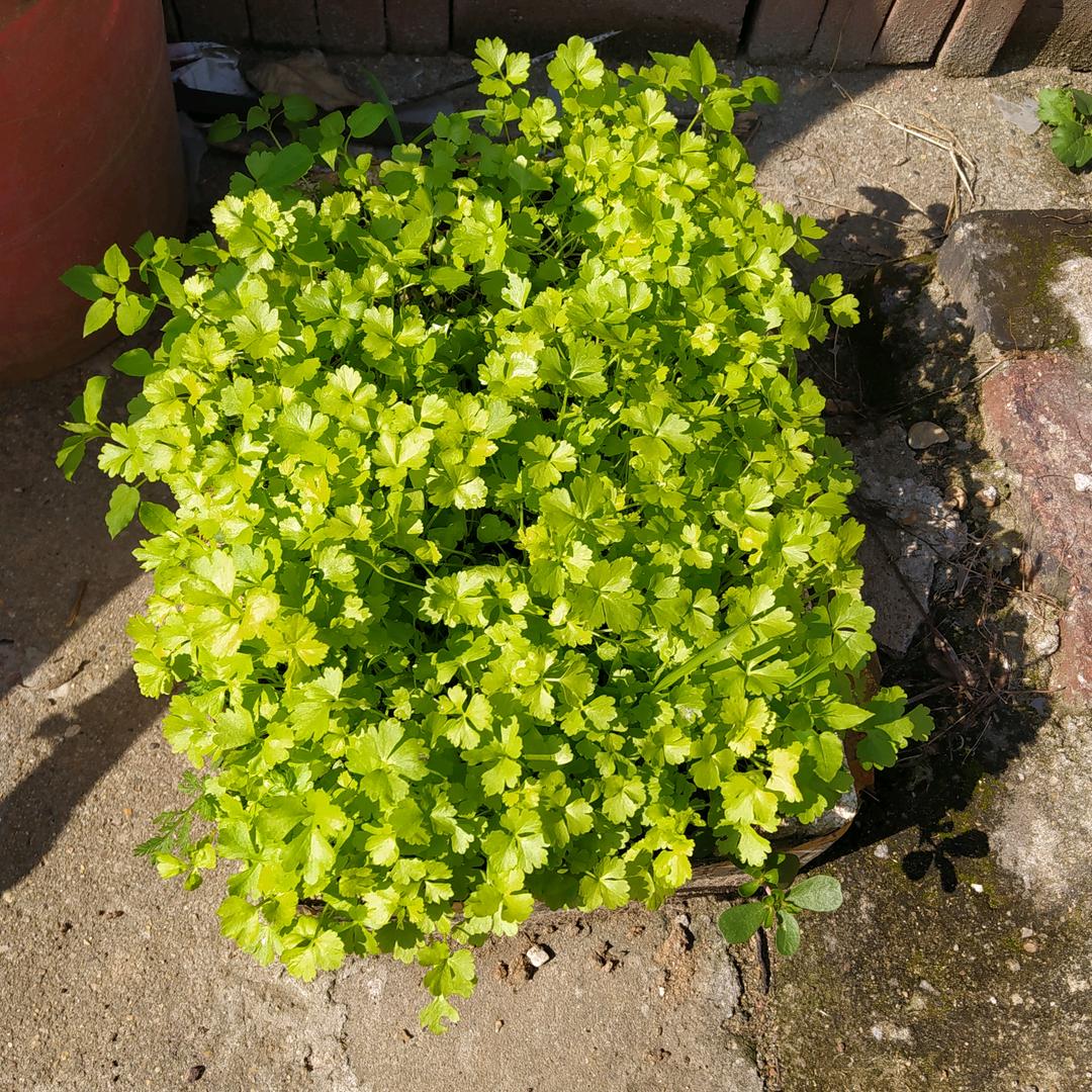 芹菜苗