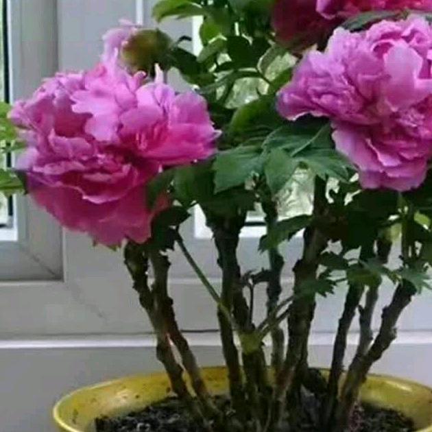 魚水情深，自有花开