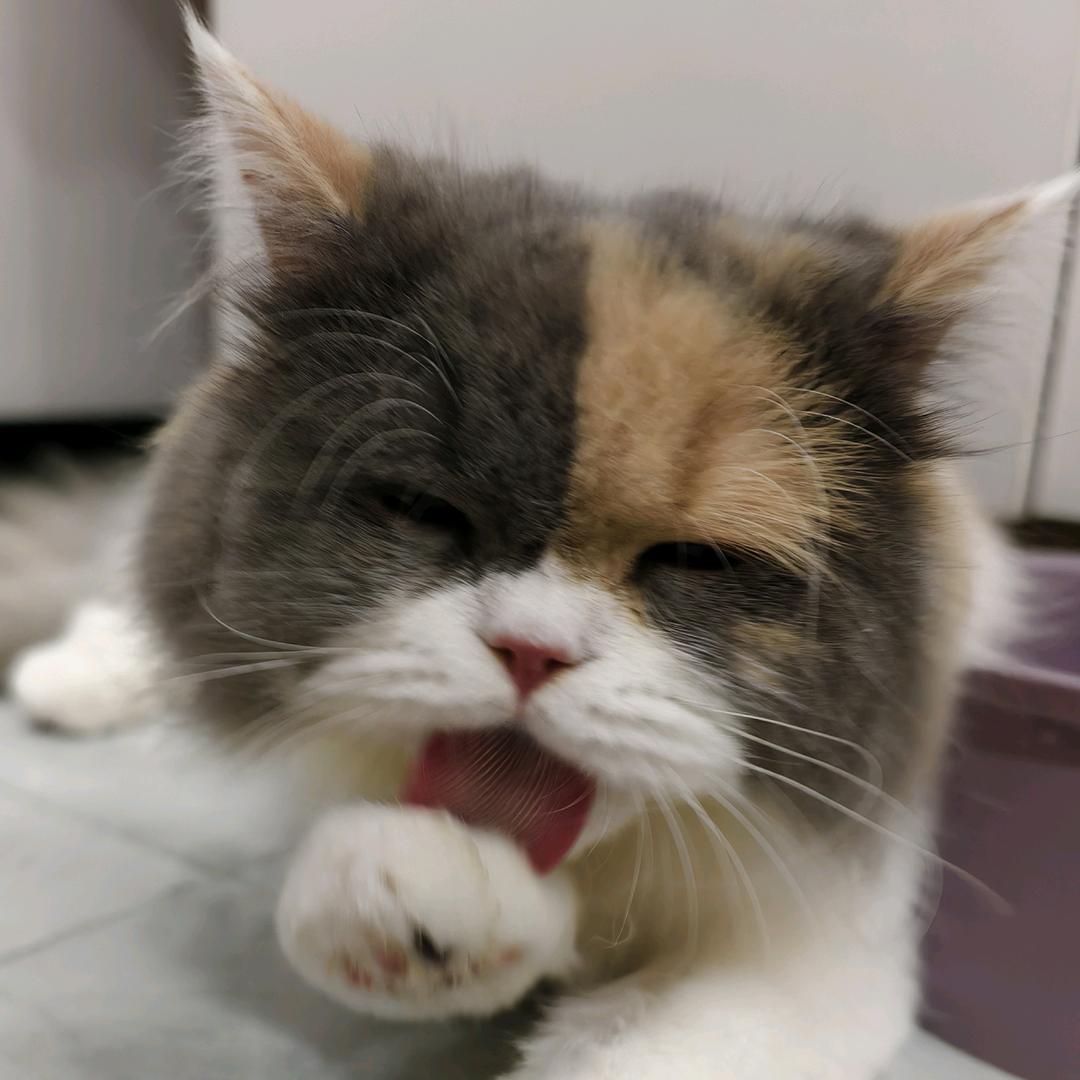 铁骨贞贞