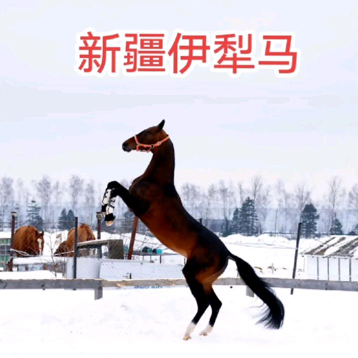 新疆  伊犁马🐎🐎🏇🏇