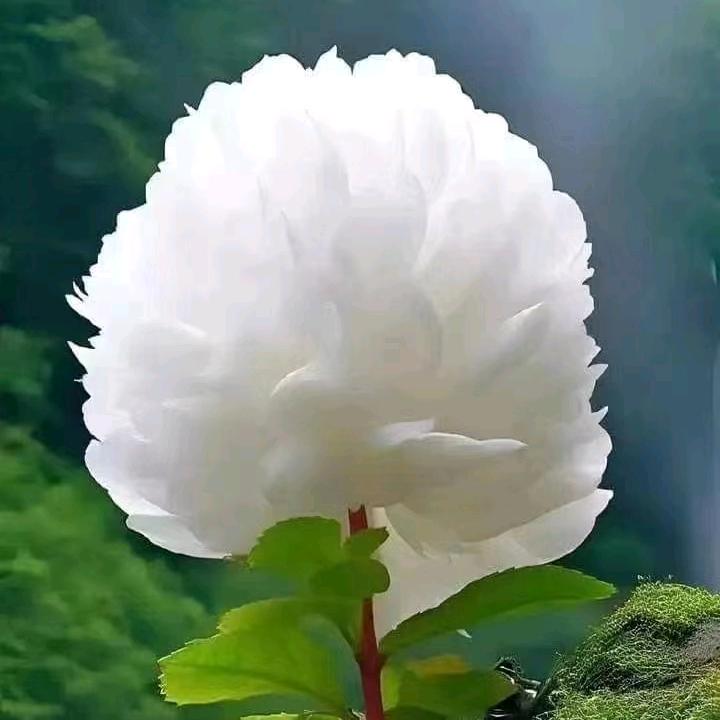 对方正在输入………………